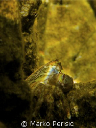 A Rock Crab in a very shallow depth natural light. by Marko Perisic 